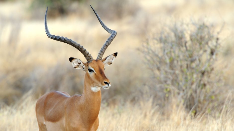 Животное которое живет в саване с 2,рогами с именами