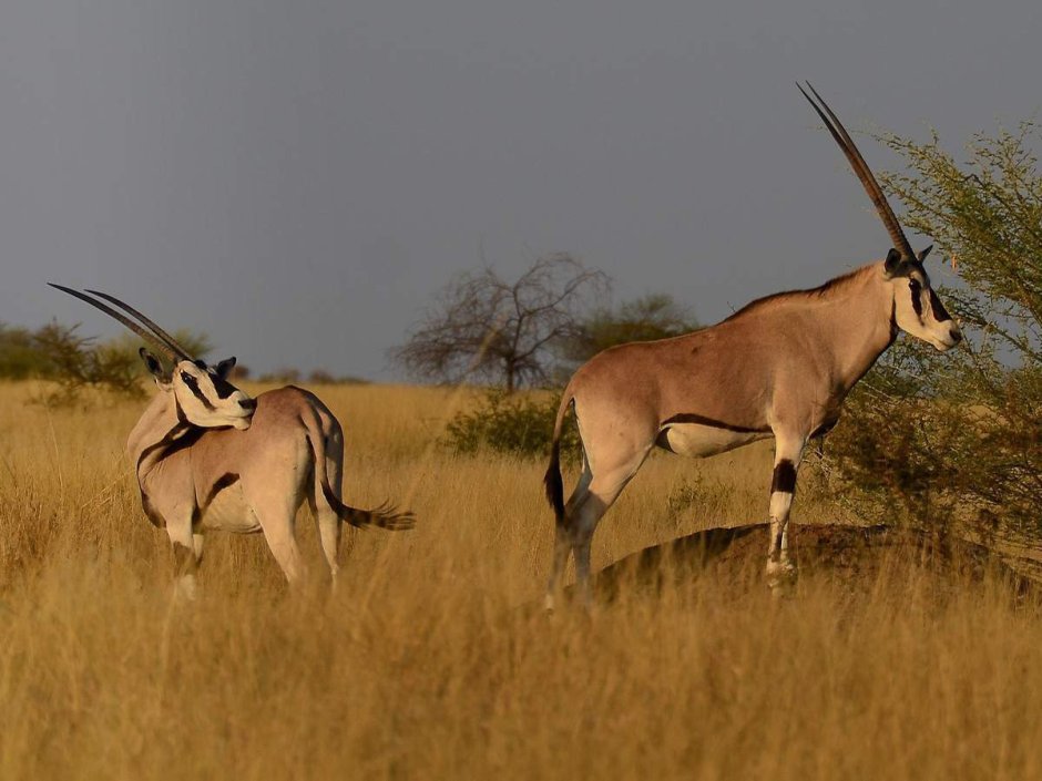 Антилопа Орикс