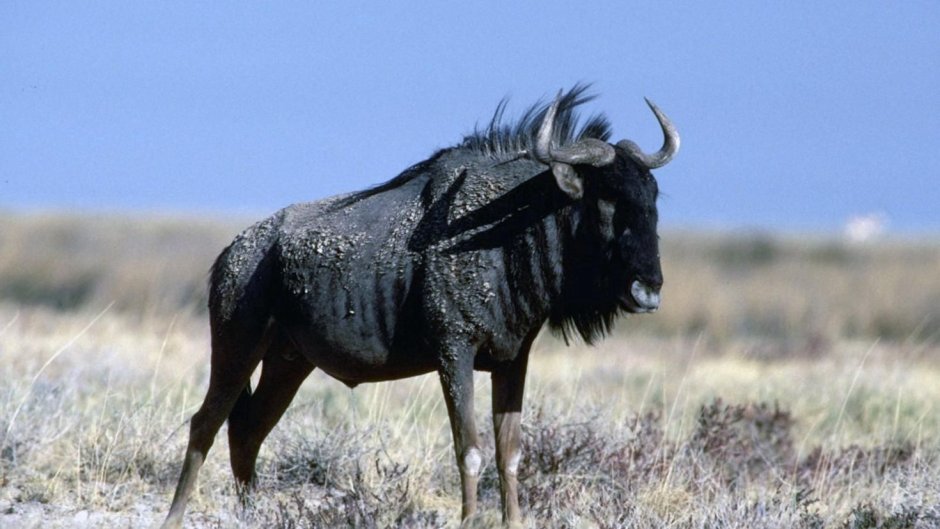 Антилопа гну в Африке