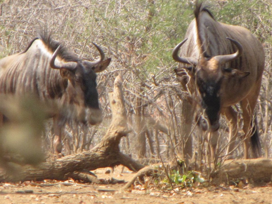 Дикий рогатый скот в Африке