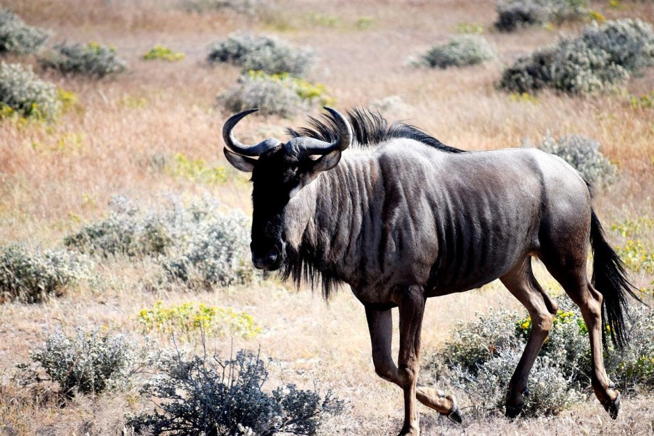 Wildebeest животное