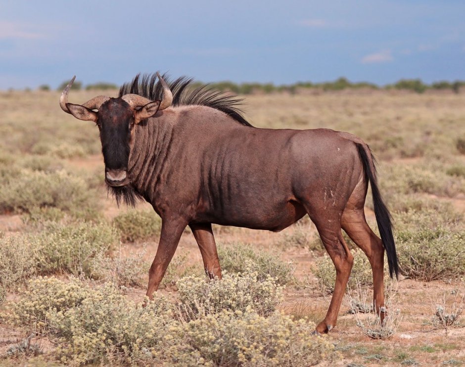 Животные саванны антилопа гну