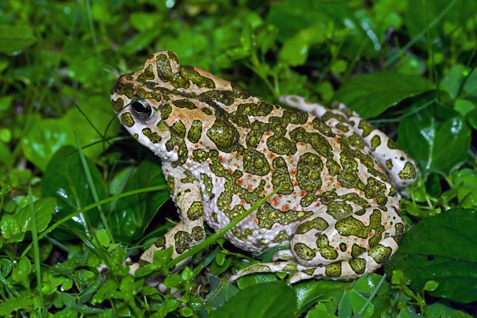 Зеленая жаба Bufo viridis