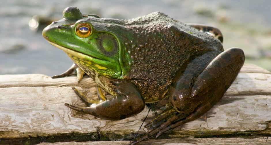 Жаба колорадская (Bufo Alvarius)