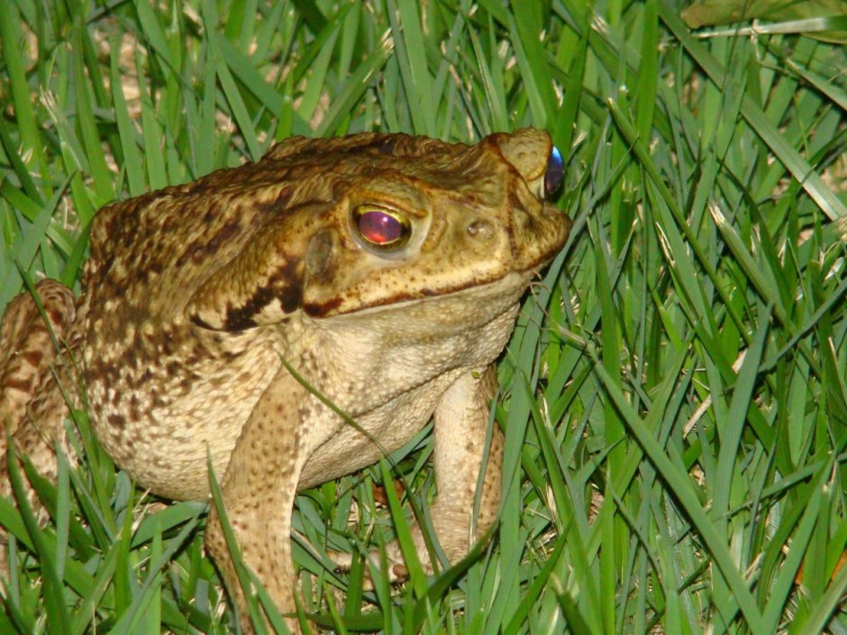 Жаба зелёная – Bufo viridis (Laurenti, 1768)