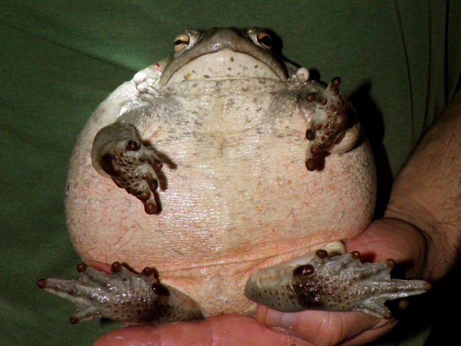 Жаба ага огромная