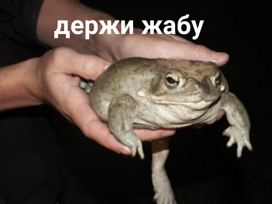 Держи жабу