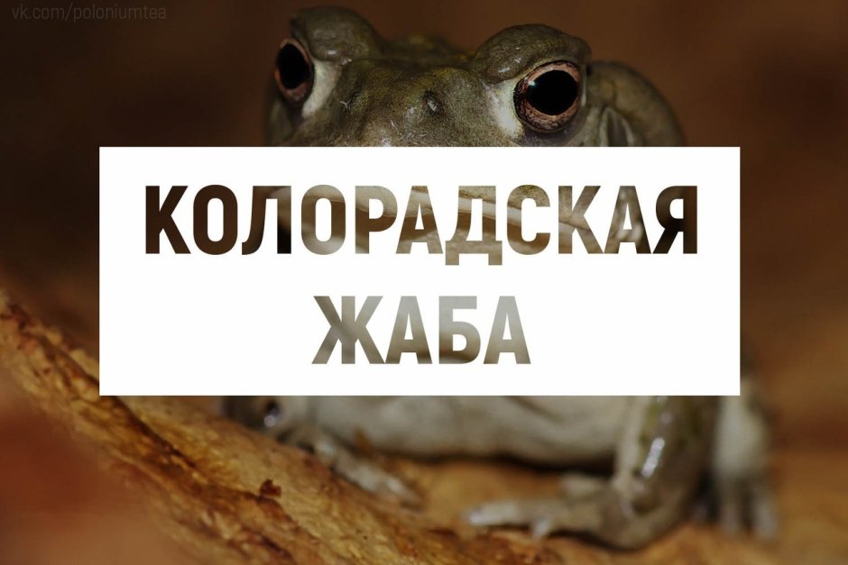 Колорадская жаба большая