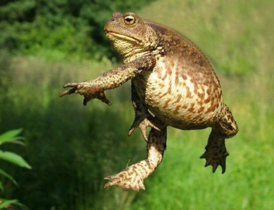 Ящерица древолаз