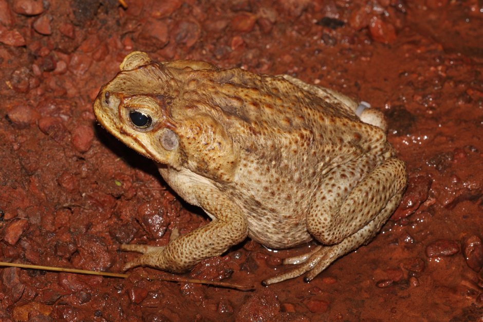Тростниковая жаба (Bufo Marinus)