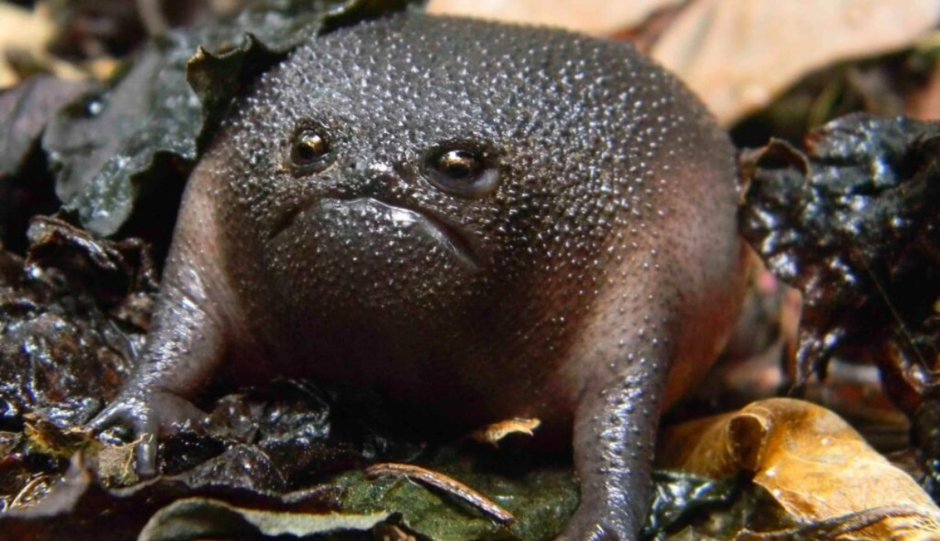 Черная дождевая лягушка breviceps fuscus
