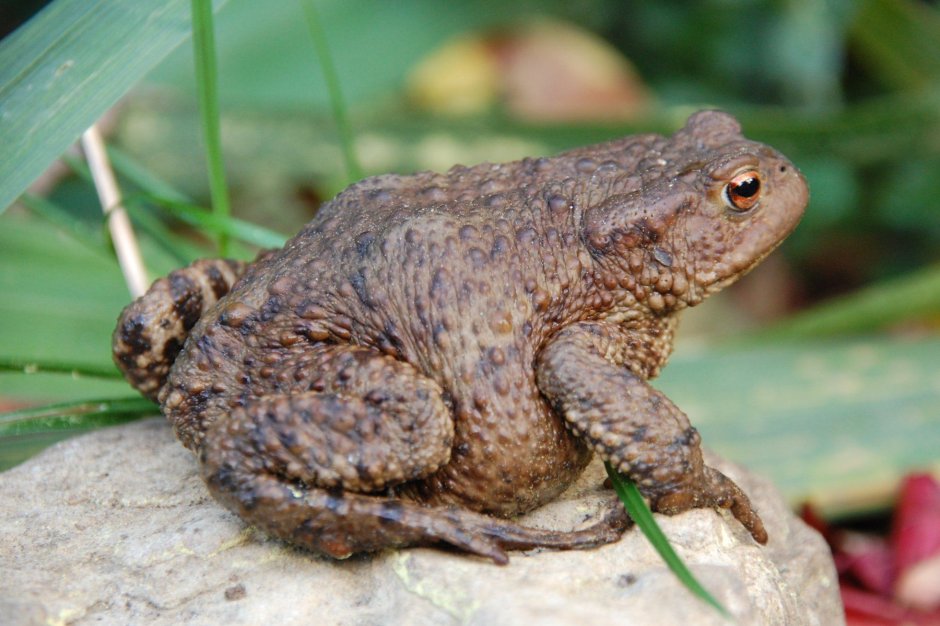 Серая жаба Bufo Bufo