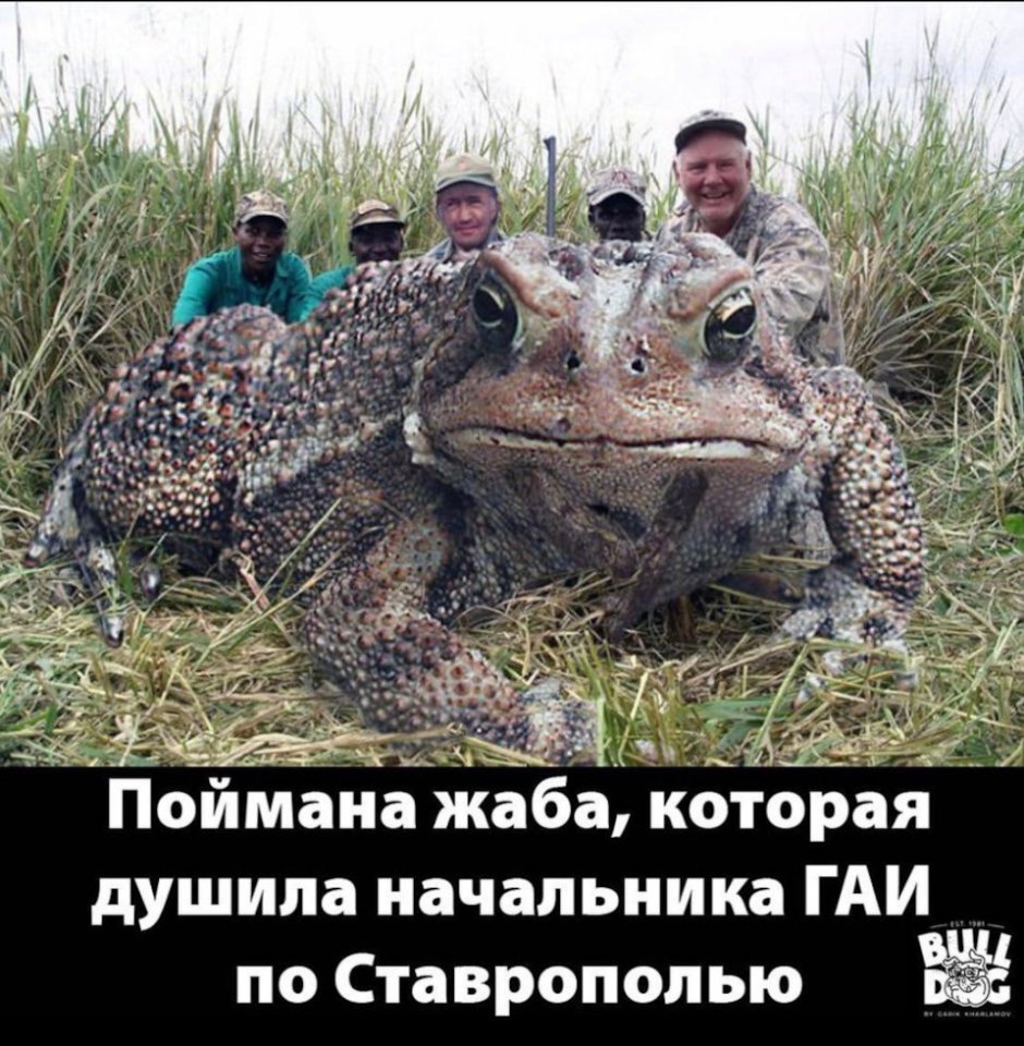 Лягушка Голиаф