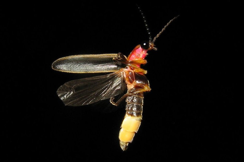 Photinus Pyralis