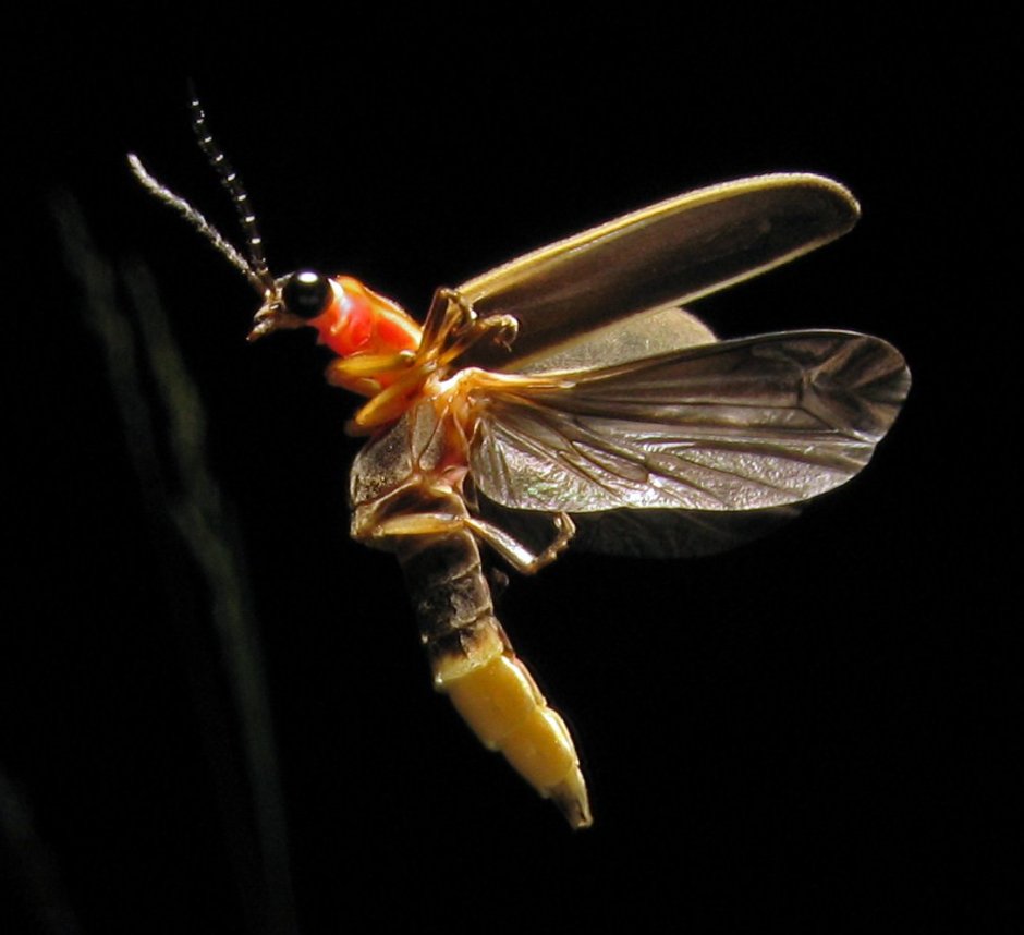 Светлячка Photinus Pyralis