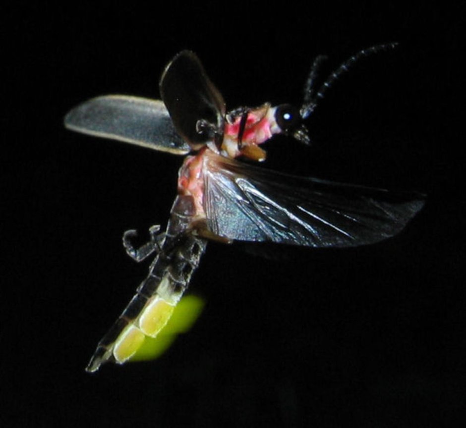Светлячка Photinus Pyralis