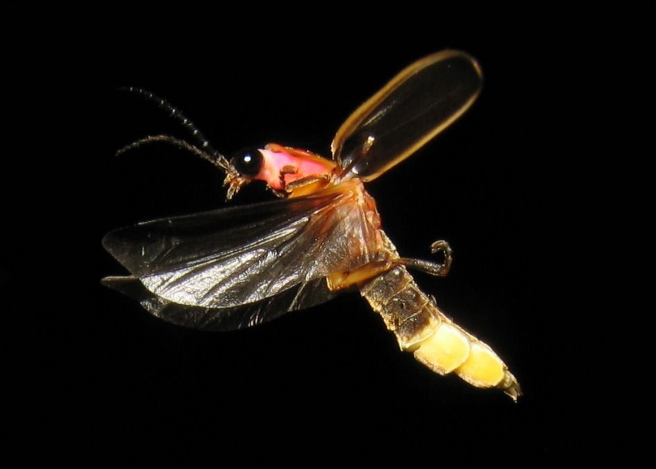 Светлячка Photinus Pyralis