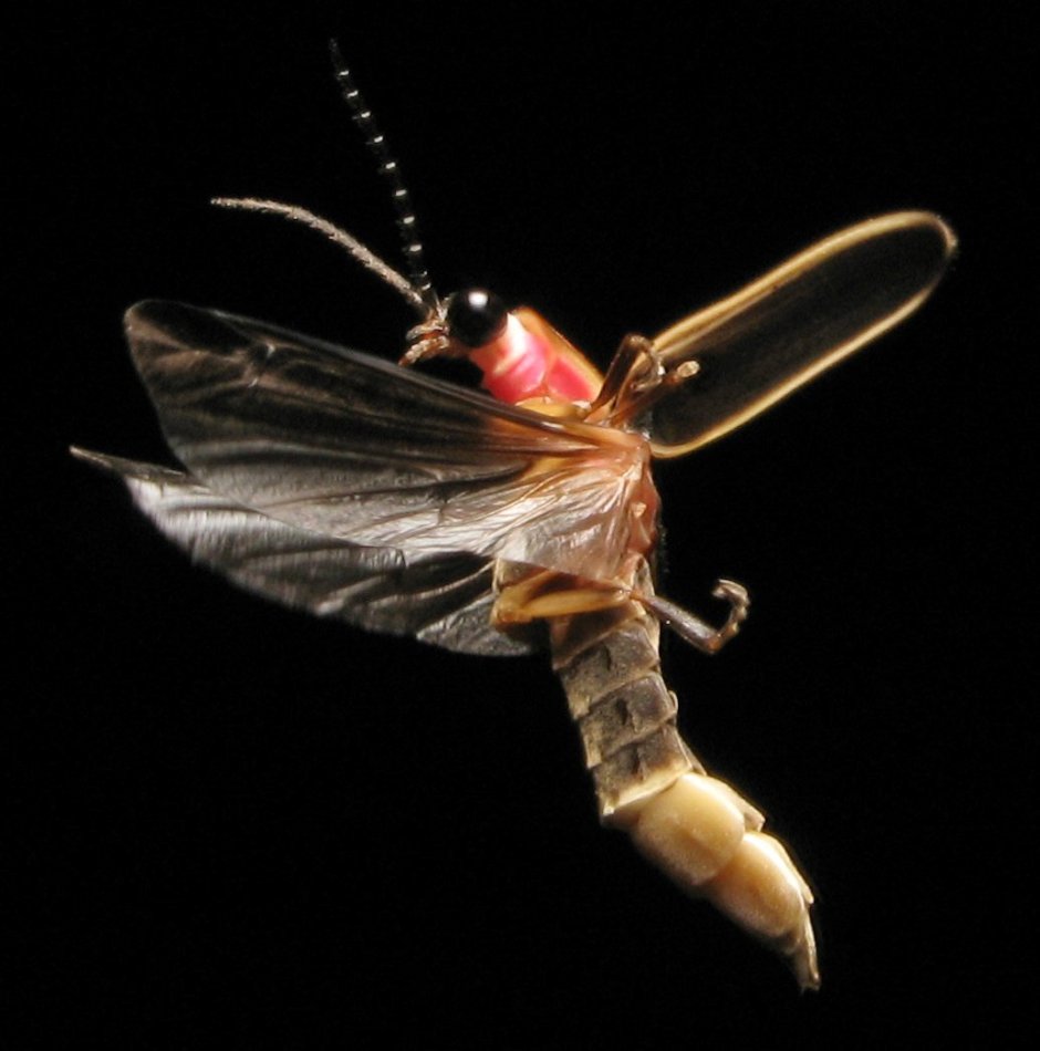 Photinus Pyralis