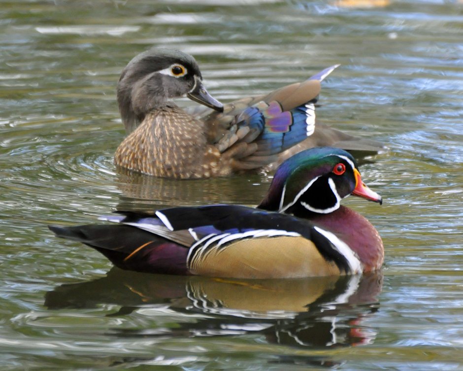 14 Ducks