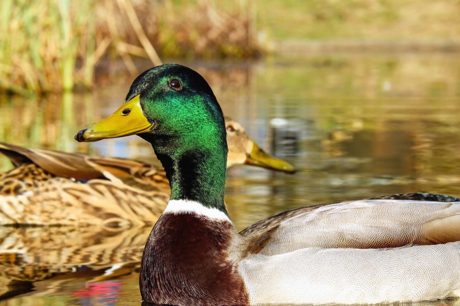 Anas platyrhynchos