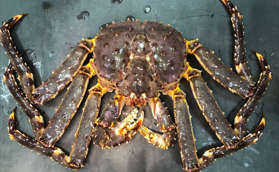 Краб живой