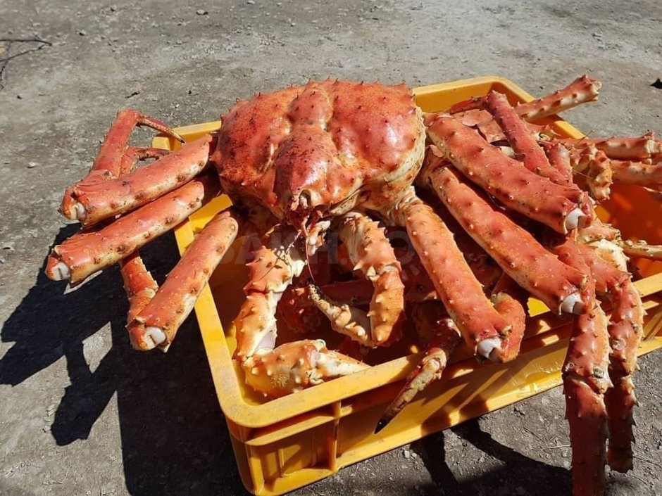 Аляскинский Камчатский краб