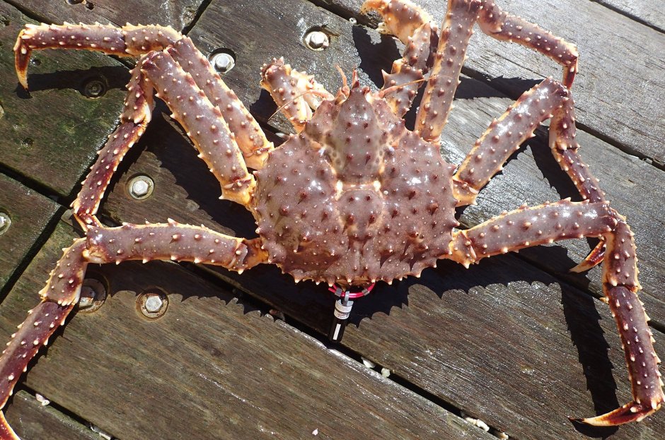 Alaska Red King Crab