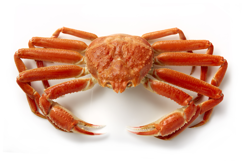 Краб Стригун Opilio