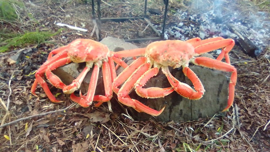Земляной краб