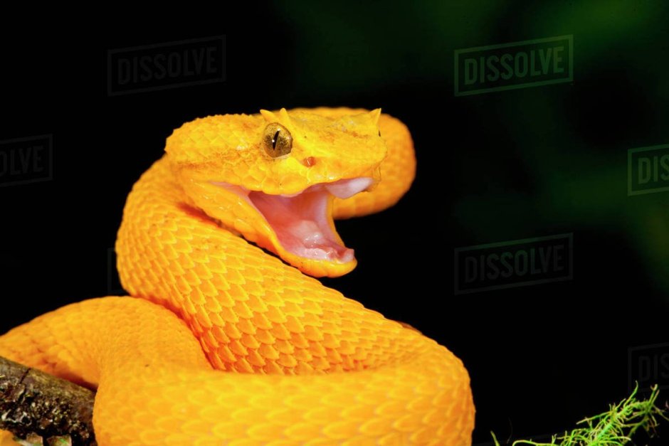 Eyelash Viper змея