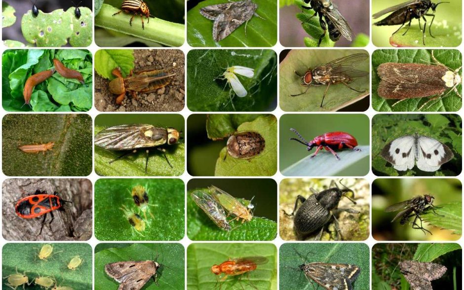Жук-олень (Lucanus Cervus)