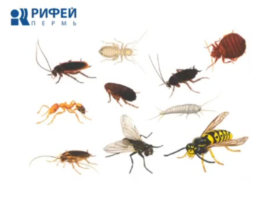 Жук наземник