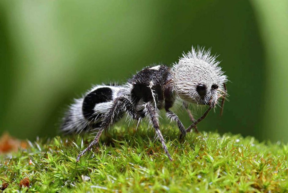 Euspinolia militaris