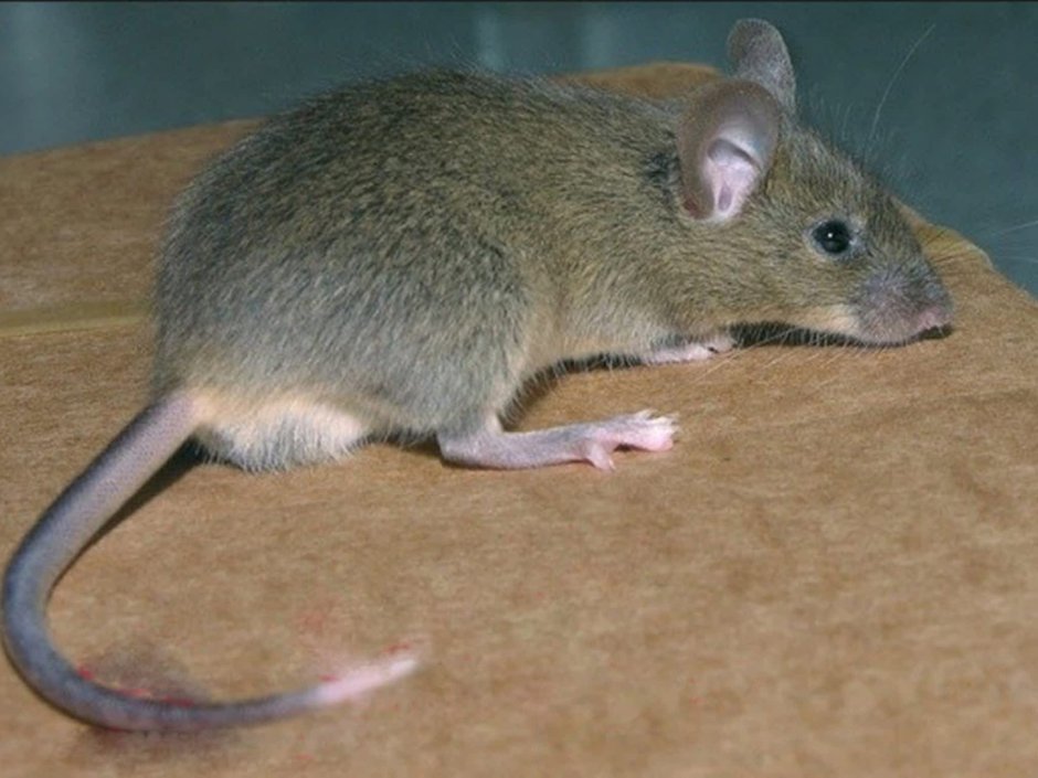 Mus musculus домовая мышь