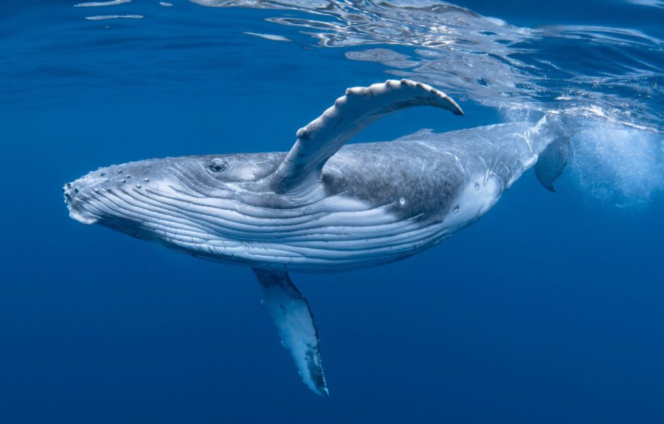 Blue Whale Sounds