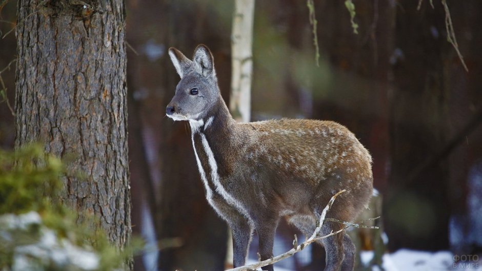 Сахалинская кабарга Moschus moschiferus sachalinensis