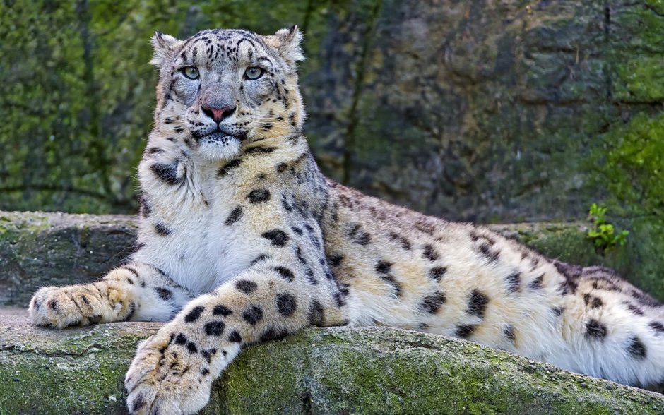 - Снежный Барс (Panthera uncia