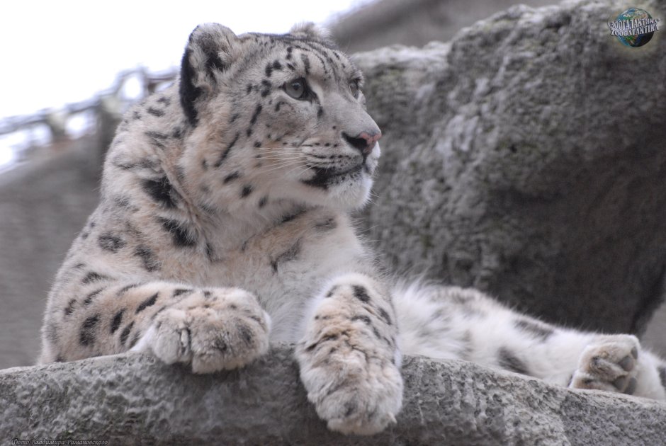 Ирбис, или снежный Барс (uncia uncia, Panthera uncia)