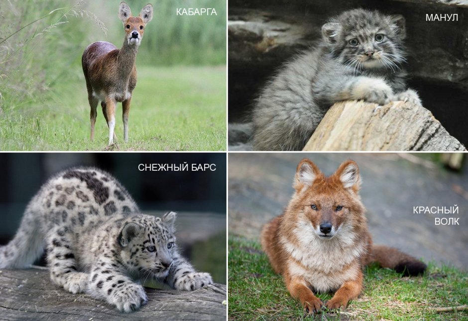 Животные Красноярского края