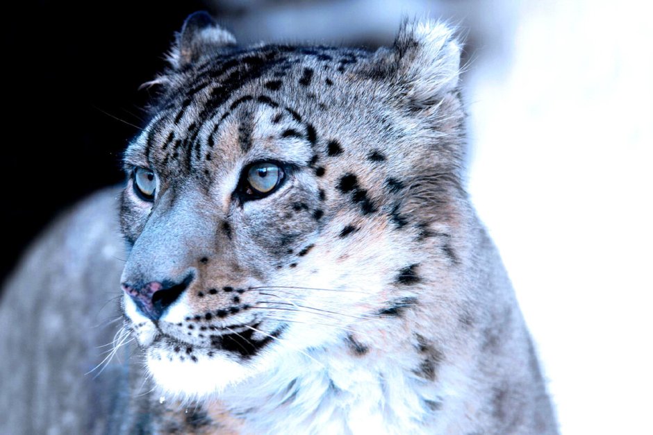 - Снежный Барс (Panthera uncia