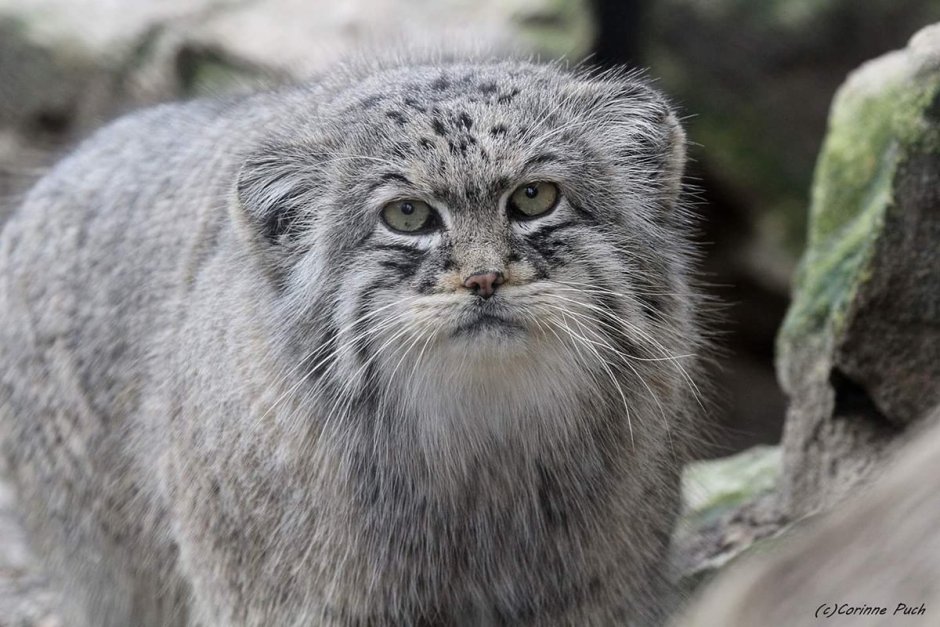 Байкальский кот Манул