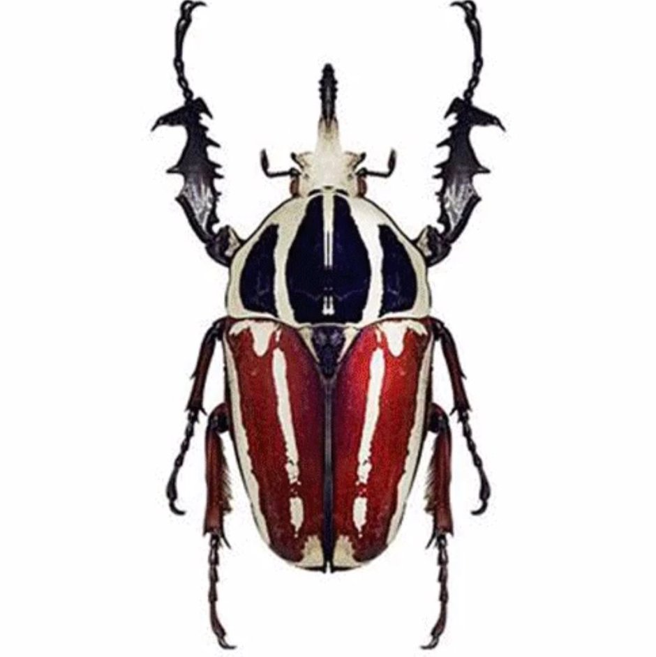 Жуки Mecynorrhina ugandensis