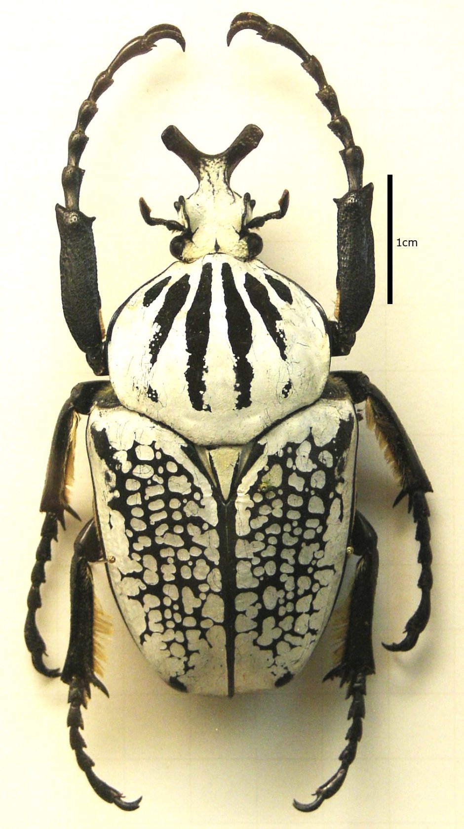 Жук-Голиаф (Goliathus Regius)