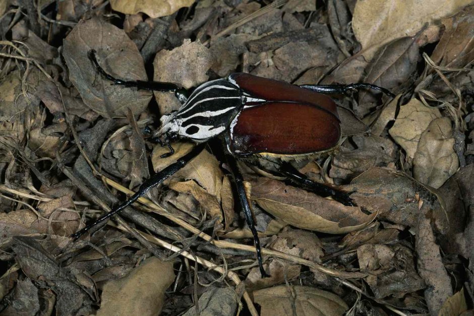 Goliathus goliatus