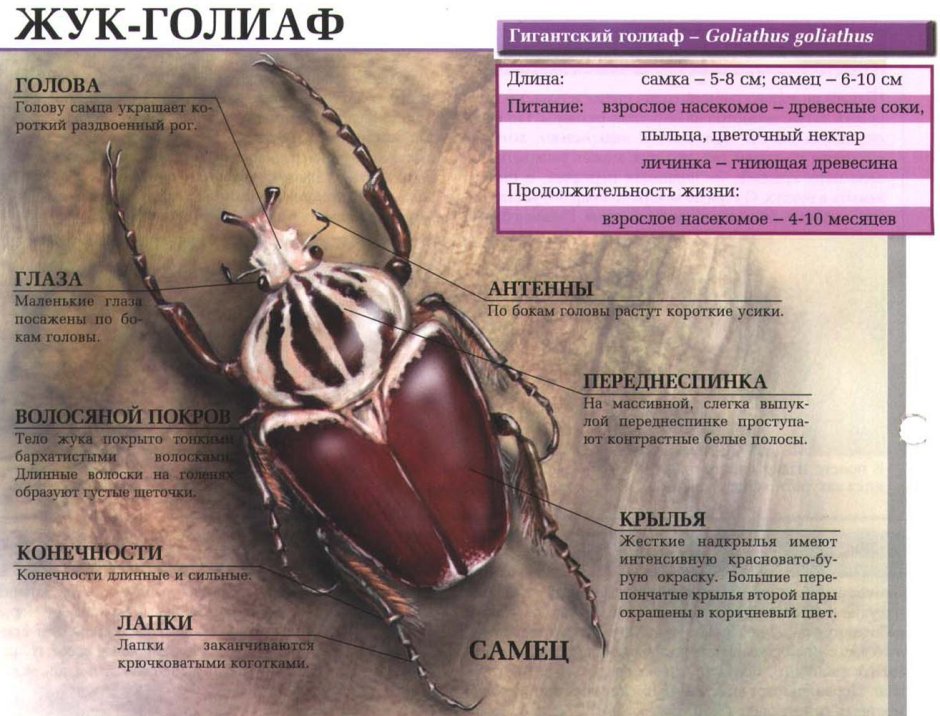 Жук Голиаф строение