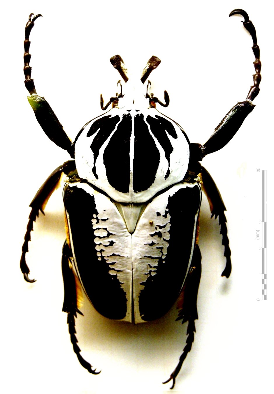 Goliathus Regius