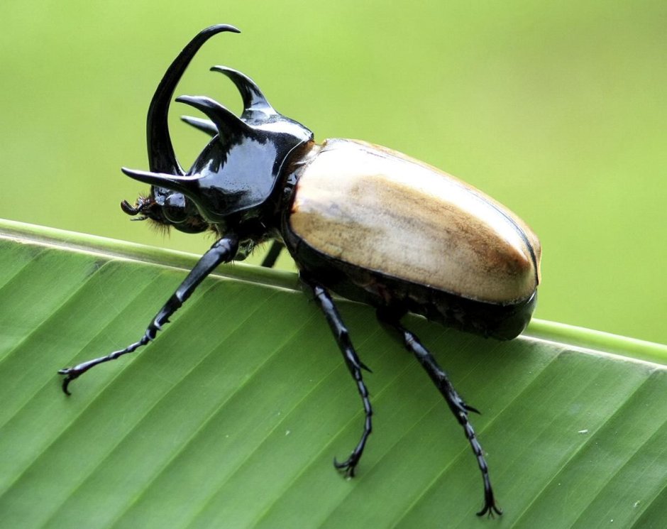 Bug with Horn