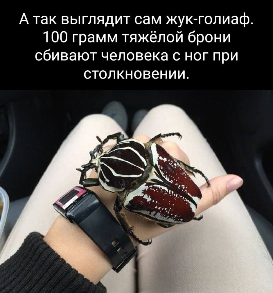 Жук Голиаф
