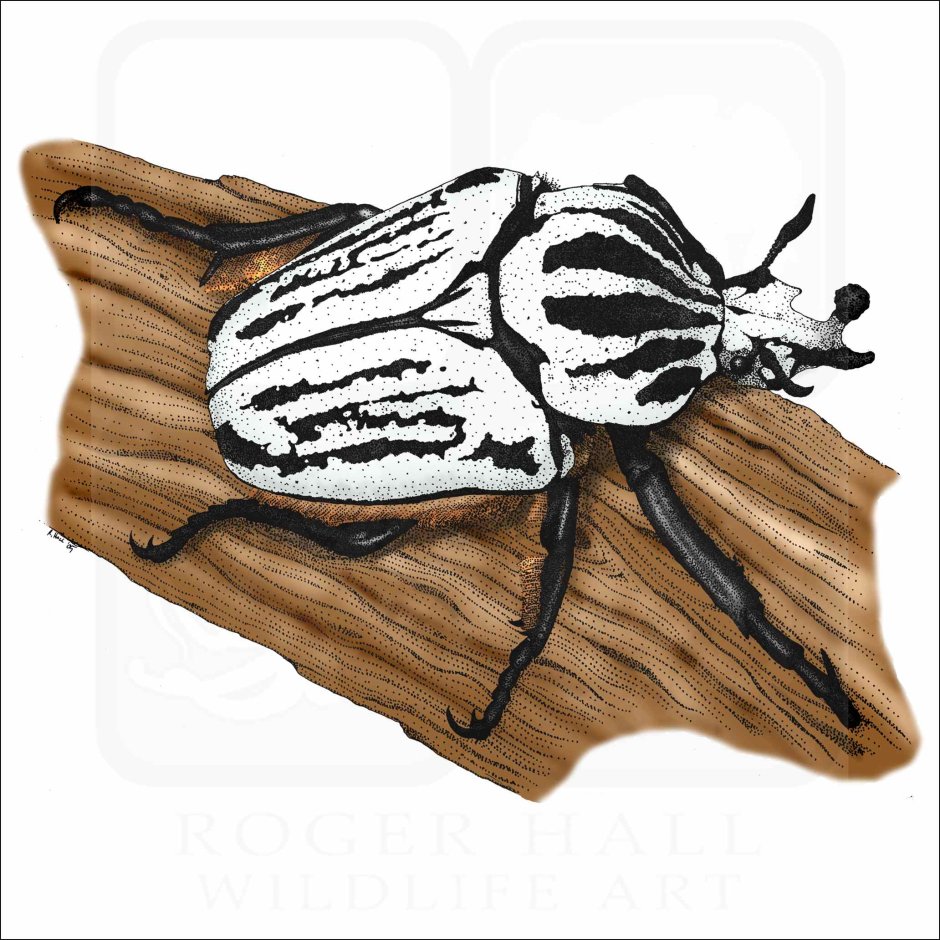 Жук Голиаф рисунок
