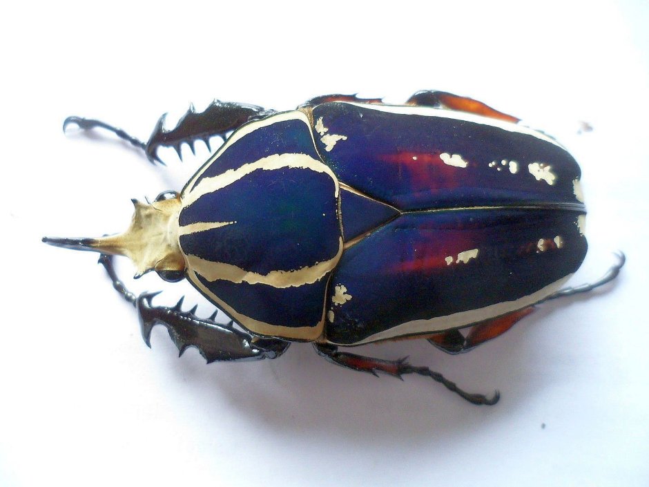 Жук Mecynorrhina torquata